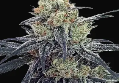 CBD #1