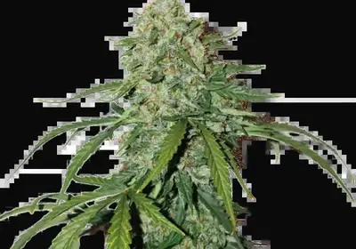 CBD 1:1 Silver Lime Haze Auto