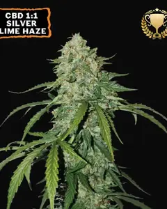 CBD 1:1 Silver Lime Haze Auto