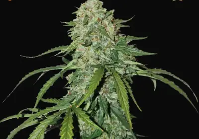 CBD 1:1 Silver Lime Haze Auto