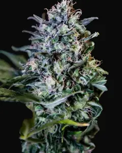 CBD + 1:20