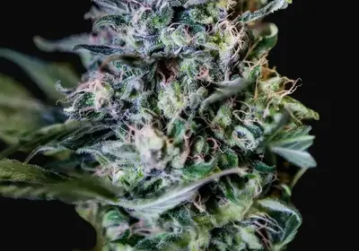 CBD + 1:20