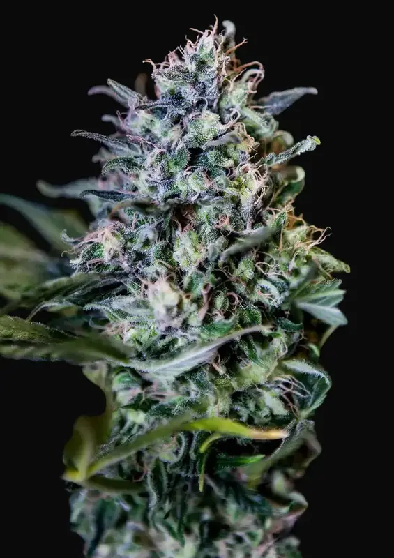 CBD + 1:20