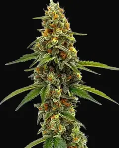 CBD ACDC