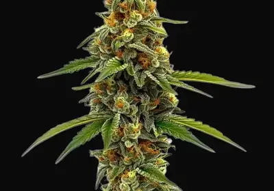 CBD ACDC