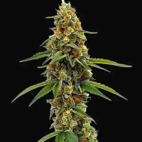 CBD ACDC