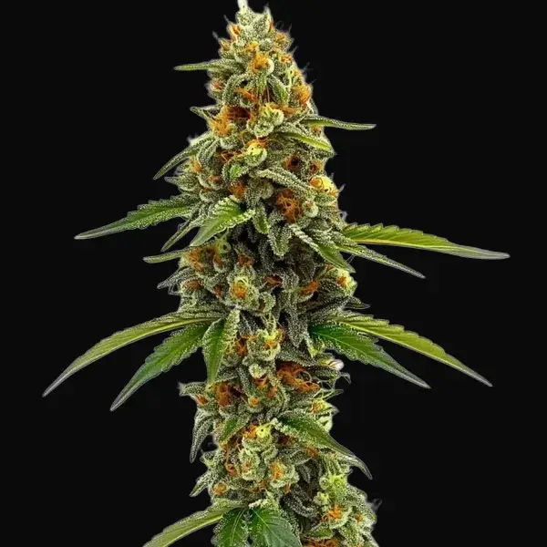 CBD ACDC