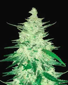 CBD Auto 1:1 (CBD Crack)
