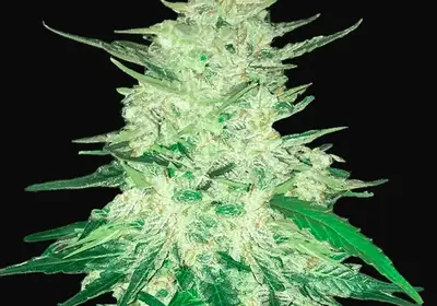 CBD Auto 1:1 (CBD Crack)