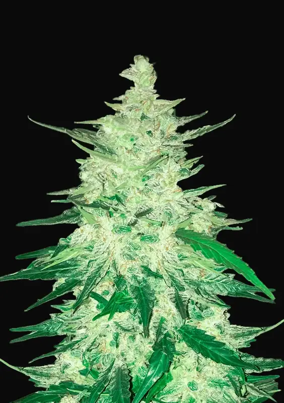 CBD Auto 1:1 (CBD Crack)