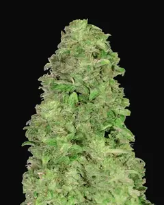 CBD Auto 20:1