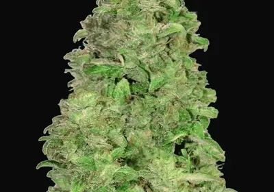 CBD Auto 20:1
