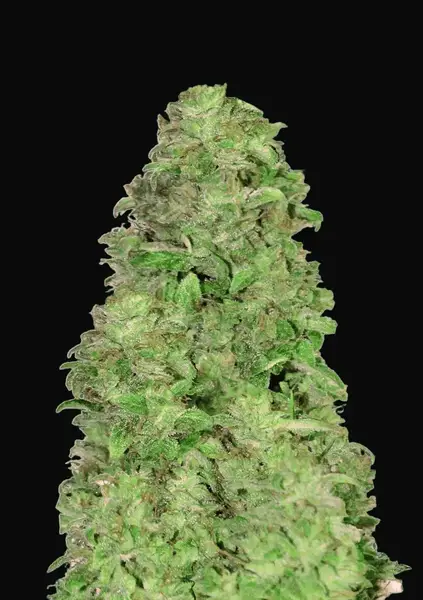 CBD Auto 20:1