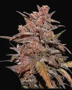 CBD Auto Blackberry Kush