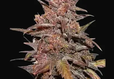 CBD Auto Blackberry Kush