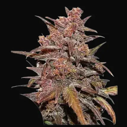 CBD Auto Blackberry Kush