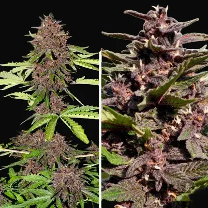 CBD Auto Blackberry Kush — zdjęcie 5