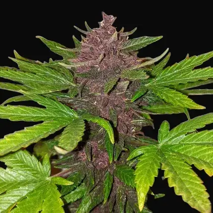 CBD Auto Blackberry Kush — zdjęcie 3