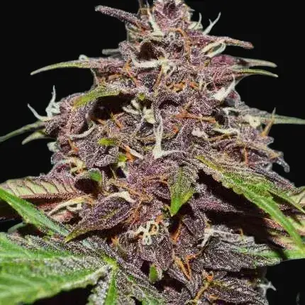 CBD Auto Blackberry Kush — zdjęcie 2