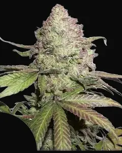 CBD Auto Charlotte’s Angel