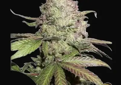 CBD Auto Charlotte’s Angel