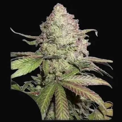 CBD Auto Charlotte’s Angel