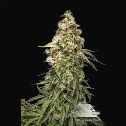 CBD Auto Charlotte’s Angel — zdjęcie 3