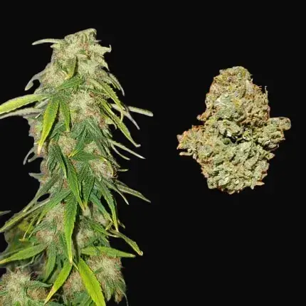 CBD Auto Charlotte’s Angel — zdjęcie 4