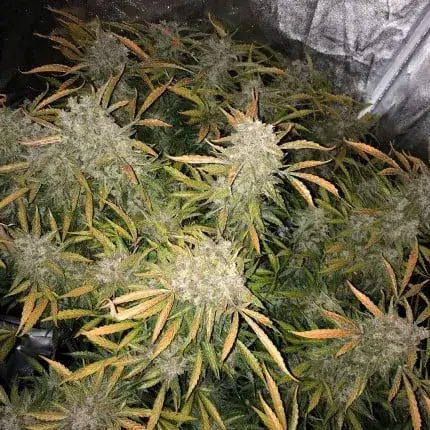 CBD Auto Charlotte’s Angel — zdjęcie 2