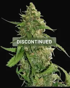 CBD Auto Compassion Lime