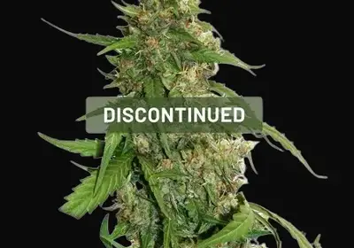 CBD Auto Compassion Lime