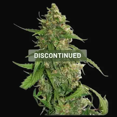 CBD Auto Compassion Lime