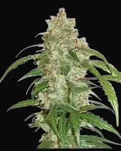 CBD Auto White Widow