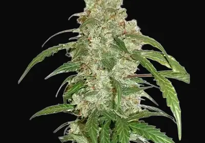 CBD Auto White Widow
