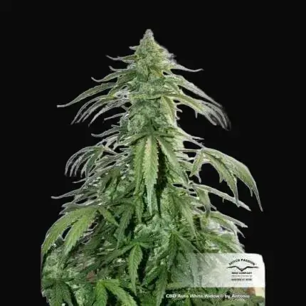 CBD Auto White Widow — zdjęcie 3