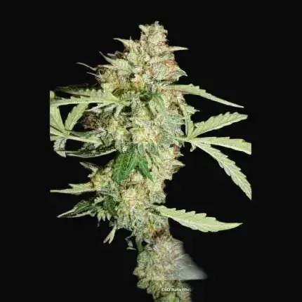 CBD Auto White Widow — zdjęcie 2