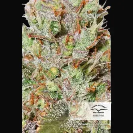 CBD Auto White Widow — zdjęcie 5
