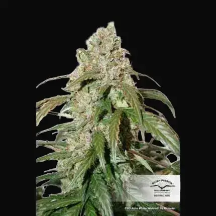 CBD Auto White Widow — zdjęcie 4