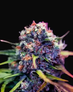 CBD + Black Widow