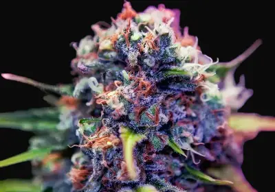 CBD + Black Widow