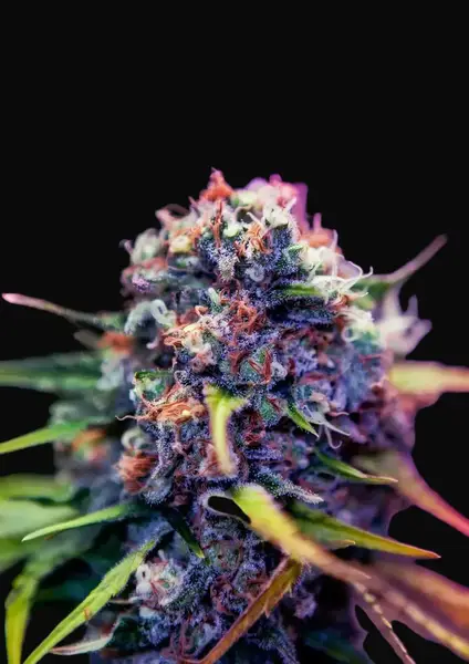 CBD + Black Widow