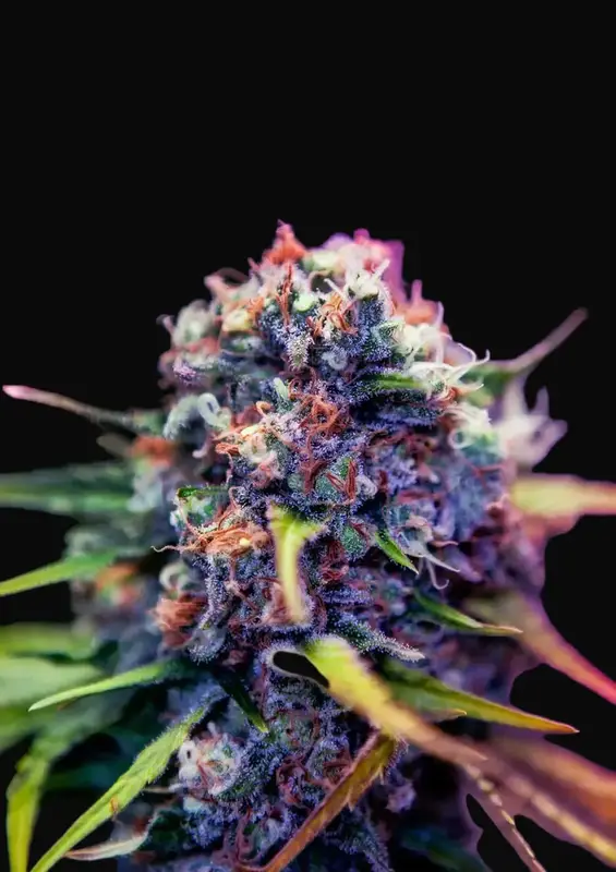 CBD + Black Widow
