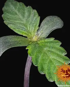 CBD Blue Shark