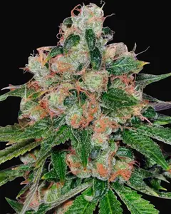 CBD Caramel - Regular