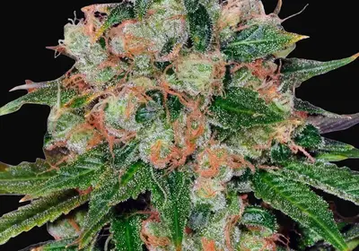 CBD Caramel - Regular