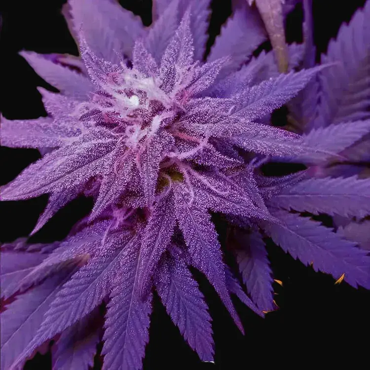 CBD Caramel - Regular — zdjęcie 5