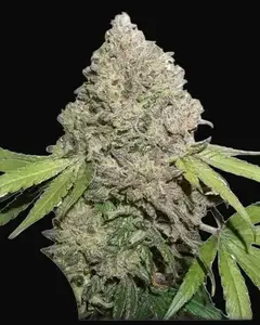 CBD Charlotte’s Angel