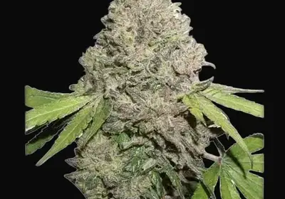 CBD Charlotte’s Angel