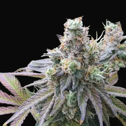 CBD Charlotte’s Angel — zdjęcie 3