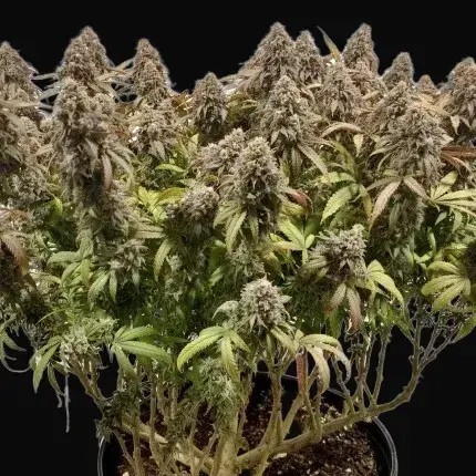 CBD Charlotte’s Angel — zdjęcie 2